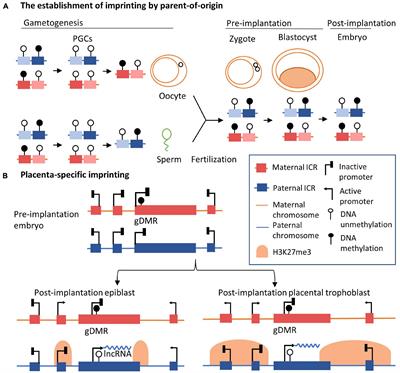 The Role of Long Non-coding RNAs in Human Imprinting Disorders: Prospective Therapeutic Targets